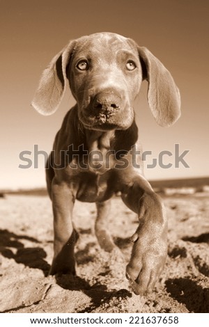 A cute new born pure bred weimaraner puppy dog in running motion with ears flapping in this side on photo taken on the beach on a beautiful summer day in the Eastern Cape, South AFrica
