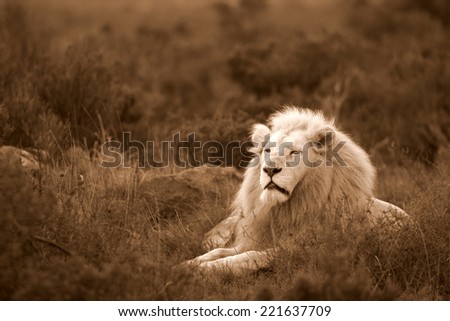 A beautiful big male white lion posing in the grass