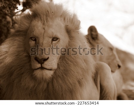 An abstract image of a male lion and a female lioness in the background