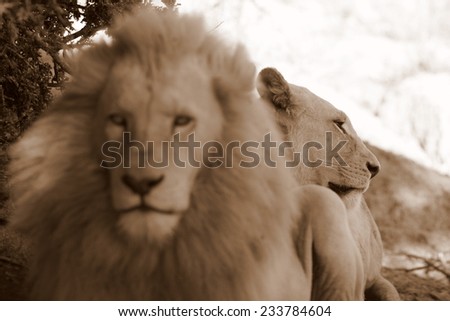 A male lion with a female behind him in this abstract image.