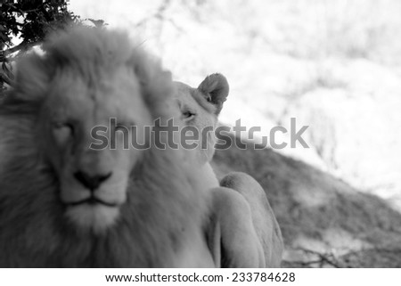 A male lion with a female behind him in this abstract image.