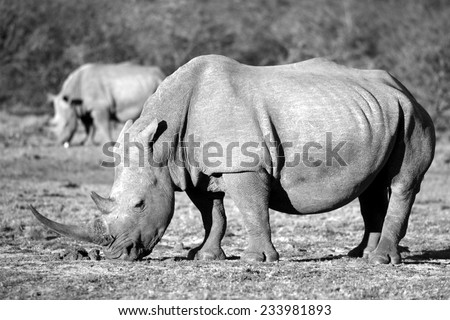 A big white rhino with two other rhino in the background.