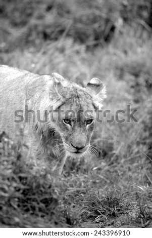 A young lion cub walking through the grass and staring intensely into the camera.