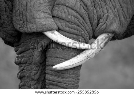 This amazing black and white photo of two elephants interacting was taken on safari in Africa.