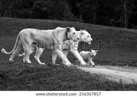 3 generations of white lioness in this special photo. mother daughter and grand daughter all walking with the same foot forward.