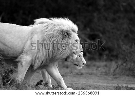 A male and female white lioness walk together in this lovely backlit image.
