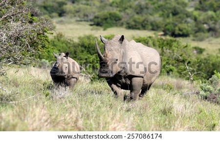 A young rhino calf grazing with his mother. South Africa