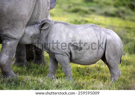 A new born baby white rhinoceros / rhino drinking milk from his mother.