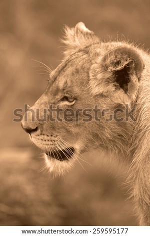 An abstract selective focus image of a lion cub.