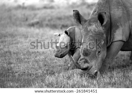 A mother white rhinoceros / rhino and her calf in this sepia tone image.