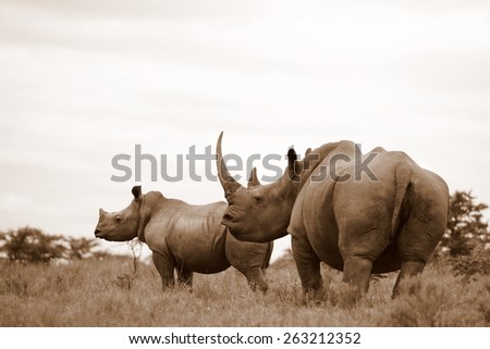 A huge mother white rhinoceros / rhino and her calf. Huge horn. South Africa