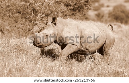 A white rhino calf portrait in sepia tone
