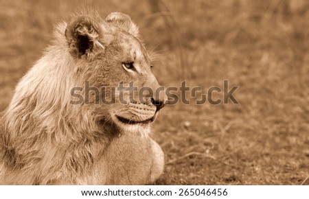 A sub adult male lion with a small mane starting looks at some antelope in this sepia tone image