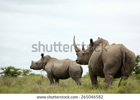 A huge mother white rhinoceros / rhino and her calf. Huge horn. South Africa