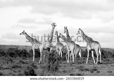 A huge herd of adult giraffe in black and white.