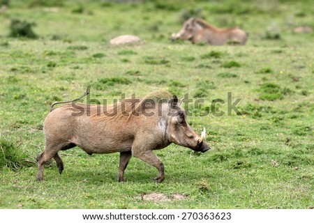 A big male warthog / wild pig running with his tail up in this sepia tone image