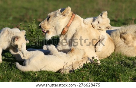 A free roaming wild white lion pride in south Africa. Female, male and cubs.