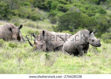 A male , female and calf rhino / rhinoceros have a rest in an open field. South Africa