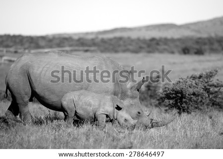 A big female white rhino / rhinoceros and her baby calf. The young rhino / rhinoceros is suckling milk.South Africa.