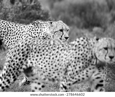 Two cheetah on the move in this abstract image taken in South Africa