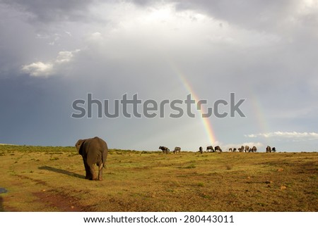 An African elephant crosses an open field with a rainbow and some wildebeest antelope in the background. South Africa