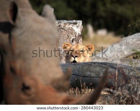 A lion watches a rhino walk past. This abstract image of the scene was taken in South Africa