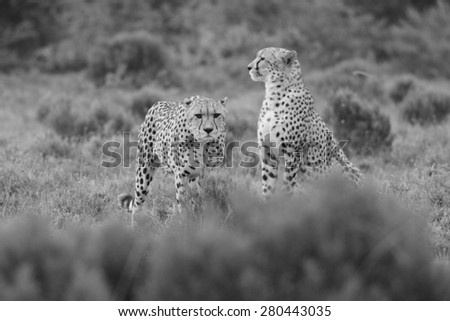 Two cheetah on the hunt in this black and white image taken in South Africa