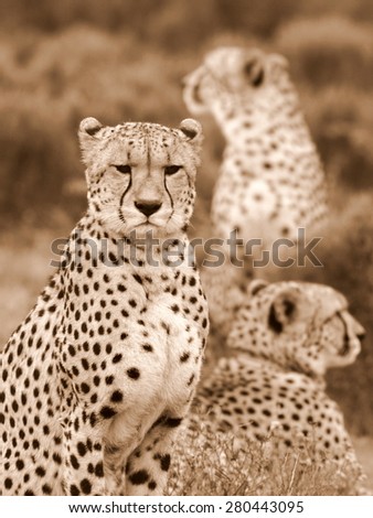 3 cheetah on the move in this abstract image taken in South Africa