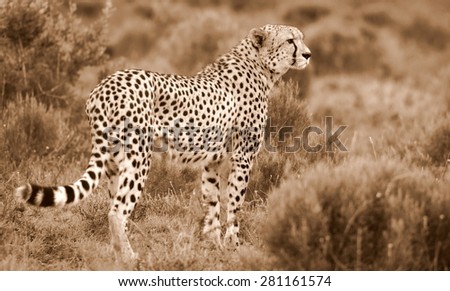 A beautiful sepia tone image of a cheetah walking oven the plains.Taken on safari in Africa.