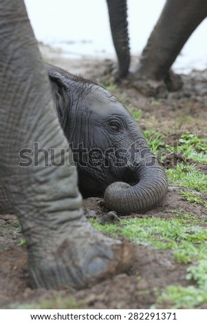 young elephant play, roll around and mud wallow in this photo taken on safari in South Africa
