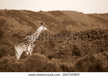 A giraffe stands in the open with a beautiful mountain backdrop. South Africa