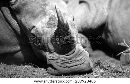A huge rhino / rhinoceros rests, showing off his huge horn. South Africa
