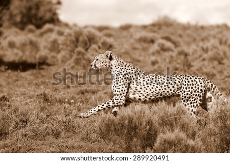 A beautiful image of a cheetah running while hunting on the the plains.Taken on safari in Africa.