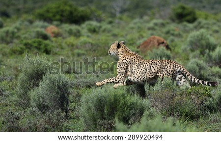 A beautiful image of a cheetah running while hunting on the the plains.Taken on safari in Africa.