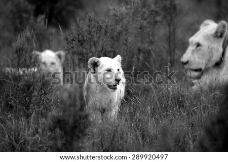 Young white lion cub with mother and sibling in the background. South Africa