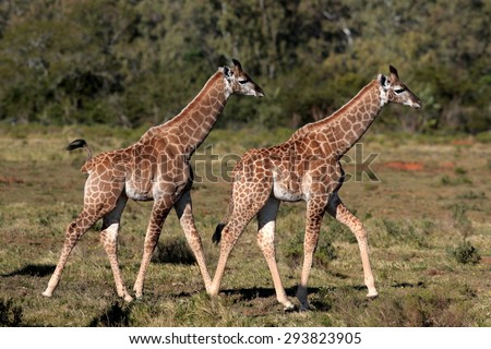 Two baby giraffe walking past in this wildlife photo taken in South Africa
