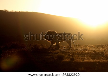 A silhouette of a big male white lion walking across the savannah at sunset. Africa