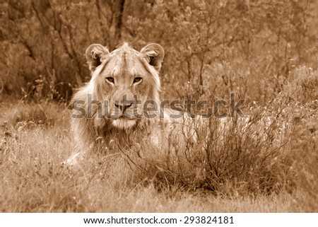 A male lion portrait. Golden sunlight ignite his intense eyes. South Africa