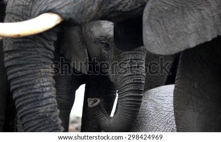 An abstract black and white image of a baby elephant calf protected by its herd of elephants. close up image from safari in South Africa.