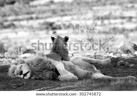 Two lion. A lioness and a big white male in this black and white image from South Africa