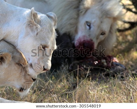 2 white lions greet and show affection and strengthen the bond in the pride while the male eats his kill.South Africa