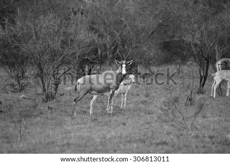 A herd of Blesbuck with a misty mountain background. Taken in South Africa.