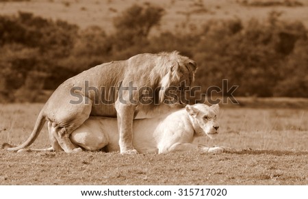 A tawny (brown) male lion mates with a young female pure white lion. South Africa