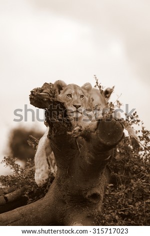 2 young lion cub looks over their territory while playing and sleeping on a broken tree.South Africa