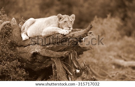A young lion cub looks over their territory while playing and sleeping on a broken tree.South Africa