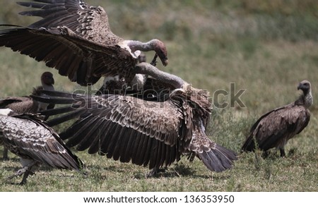 African griffon vultures fighting and jumping around a carcass in the african savanna