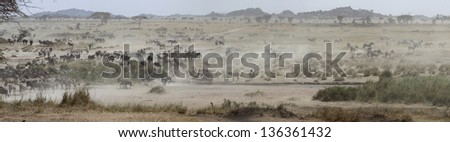 A panorama of migrating african zebras in East Africa