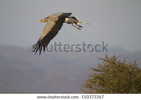 Secretary bird in flight