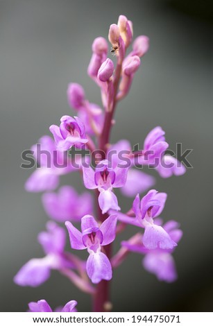 Isolated purple wild orchid flower