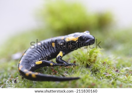 An amphibian fire salamander on green floor